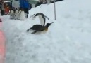 Yirmağaaa giden penguen
