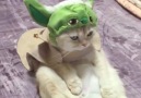 Yoda Cat Watching Star Wars Movies