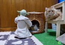 Yoda Training the Jedi Cats