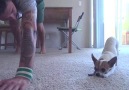 Yoga Time with a Chihuahua!