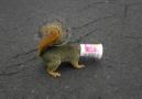 Yogurt Head Squirrel Needs a Hand
