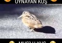 YOK BÖYLE HALAY...MÜZİĞE DİKKAT D