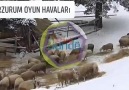 Yolda geçti ömrüm yorgun gibiyim... - Erzurum Oyun Havaları