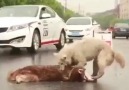 Yoldan geçenler mi hayvan yoksa arkadaşını kurtarmaya çalışan mi