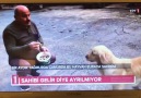 Yol kenarına terk edilen köpek 1 aydır sahibini bekliyor