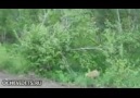 Yol kesen ayılar dilencilik yapıyor! :)