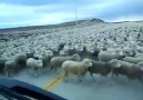 Yoook Böyle Bir Koyun Sürüsü :)