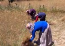 Yöresel Oyunlar - Dumanlı Dumanlı Oy Bizim Eller Facebook
