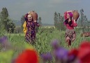 Yöresel Oyunlar - Sevip Ayrılması Zor Savcı Beyim Facebook