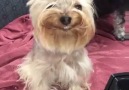 Yorkie's Smile