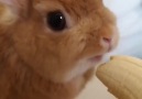 You dont see a rabbit eating a banana everyday So cute @kyarathebunny