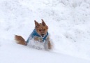 You know thats some deep snow when the dog disappears!