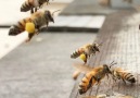 You&never seen bees this way! Via instagram.comgirlnextdoorhoney