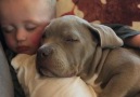 Young boy and Pitbull Share Close Bond