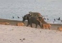 Young elephant  VS 14 Lions