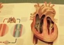 Younus Hridoy - Amazing Human Anatomy Book.