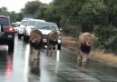 Your average traffic jam in South Africa