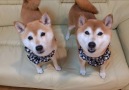 Your one stop shop for all things shiba Inus!