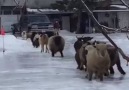 Youve never seen chaos until youve seen an alpaca lead an entire farm on ice