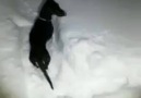 You wont believe how this little dog handles the snow!