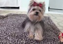 You wont believe this little dogs tricks! Start your day off with a smile