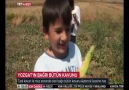 Yozgat Aydıncık Bağrıbütün Kavunu TRT... - Trt haber yozgat