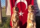 Yozgatlılar - Paylaşta Gerçek Köpeklerde Görsünler