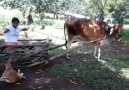(Y) Sajeer koppam More videos Subscribe ...click Like (Y) Sajeer koppam