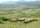 Yükledim Göçümü Gurbet Ellere