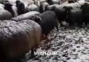 Yükünü almış Hemşin koyunu Maşallah Murat GÜN