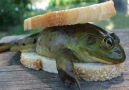 Yummy cooking frog sandwich recipe - Cooking skill