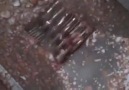 Yumurta endüstrisinde doğan erkek civcivlerin trajik ve kısa hayatını...