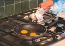 Yumurta kırma makinesi - Keyifli Paylaşımlar
