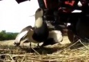 Yumurtalarını korumak için biçer dövere göğüs geren anne kuş
