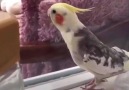 Yurdumun Kuşu Bile Ayrı Güzel Papağan Türkiyemi Söylüyor