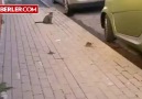 Yürek yemiş fare kediye kafa tuttu