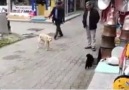 Yürek yemiş kedi