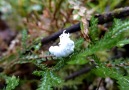Yürüyen kar tanesini andıran Planthopper perisi
