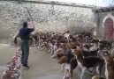 Yüzlerce Köpeciğe Bakıcılarının  Verdiği Yemek Disiplini