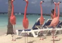 Zabıta Gibi Plajda Devriye Atan Flamingolar :)