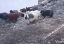 ZAHİDEM - Hemşin Koyunu Çobanları