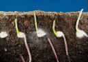 "Zea mays (mısır)" tohumunun çimlenme süreci