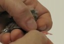 zebra finch banding