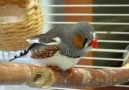 Zebra Finch singing