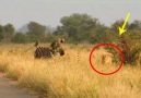 Zebra got away from lions ambushCredit Latest Sightings - Kruger