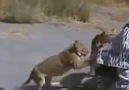 Zebra Kılığında Aslanların Arasına Dalmak