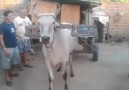 Zeki Öküz!