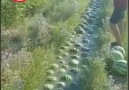 Zenge tv - Diyarbekir Karpuz hasatı başladı