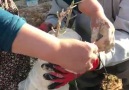 Zeytin ağacı kalem aşısı nasıl yapılır ayrıntılı anlatım