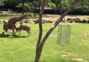 Zoo visitors were shocked when seeing this scene Credit storyful